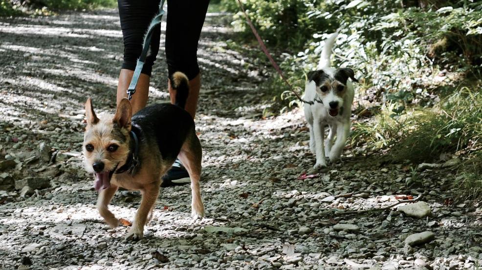 A Perfect DogWalking Trail for You & Your FourLegged Friend