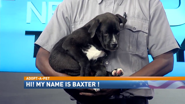 Adopt-A-Pet: Baxter