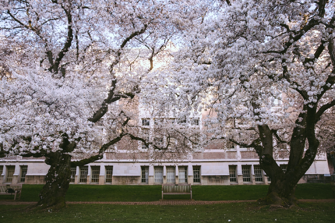 UW Cherry Blossoms beautiful in full bloom Seattle Refined