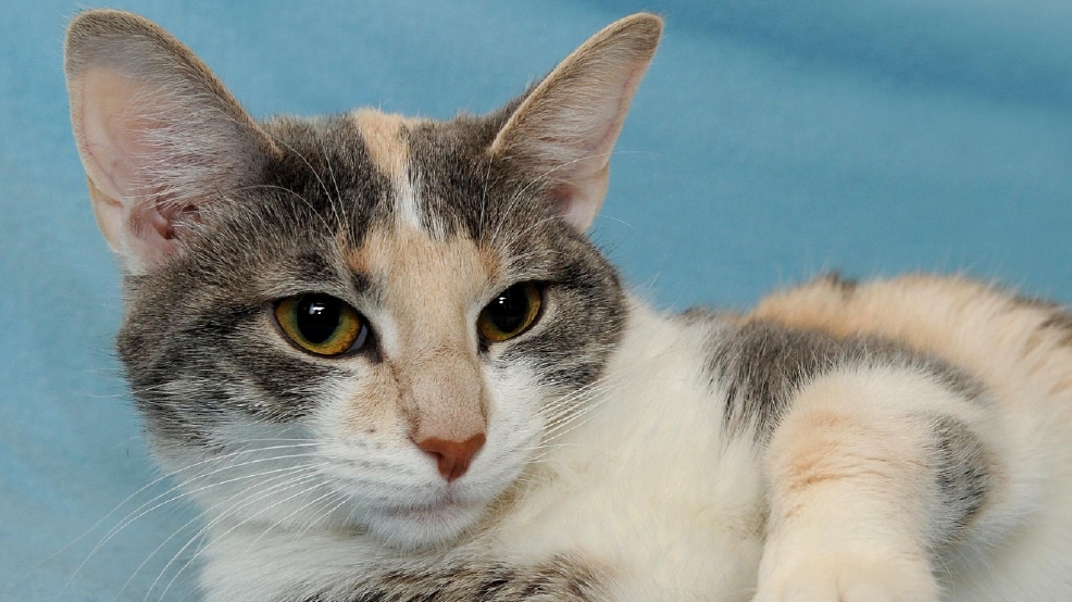 Cutest Cat Contest WJLA Cutest Cat Contest WJLA