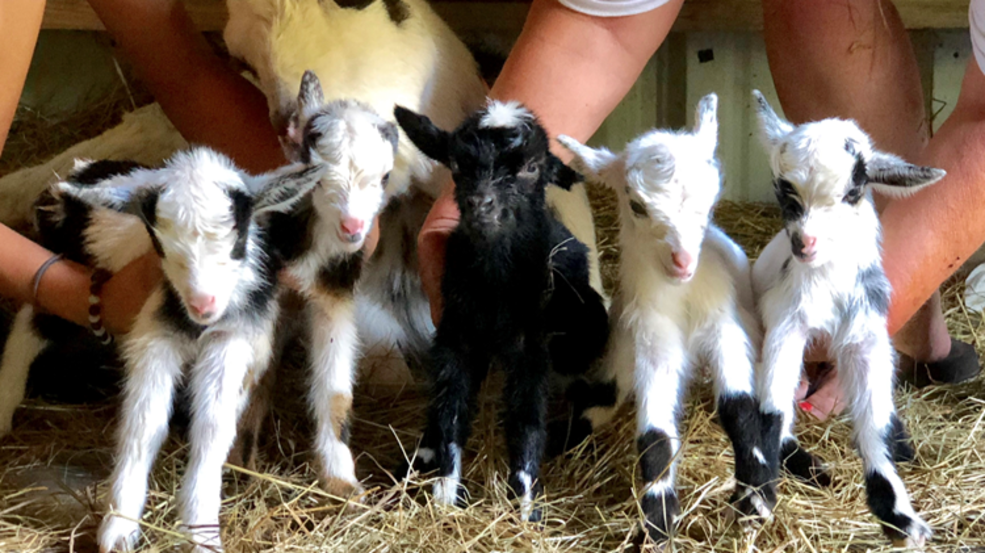 Rare quintuplet baby goats born in North Carolina WCYB