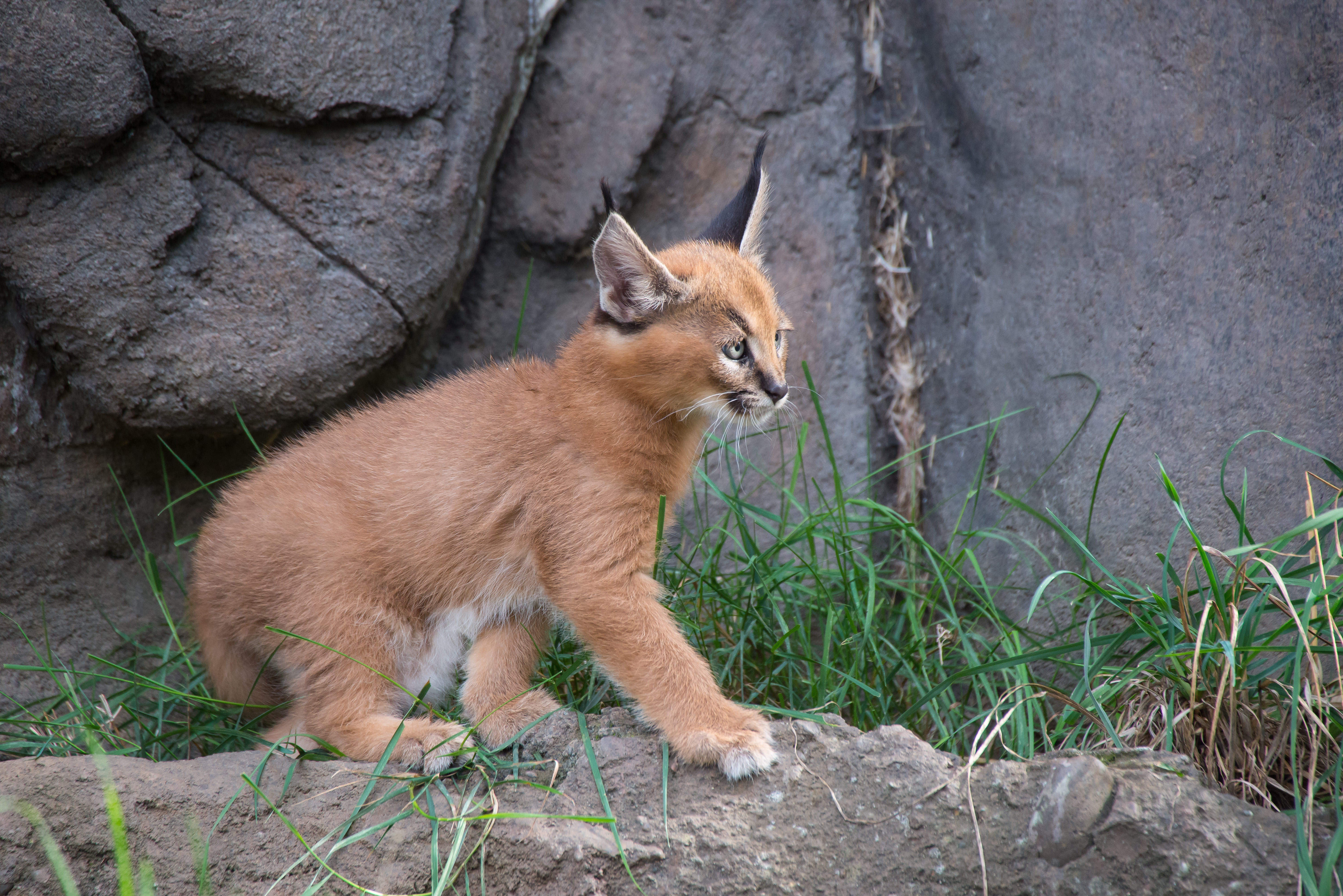 What are caracal kittens?