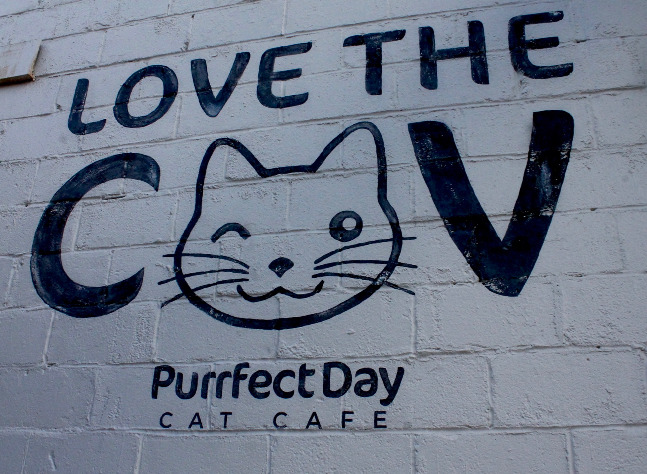 A New Cat Cafe In Covington Lets You Play With & Adopt Kitties While