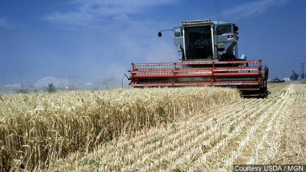 Wheat harvest beginning in Oklahoma, best crop in years seen KOKH