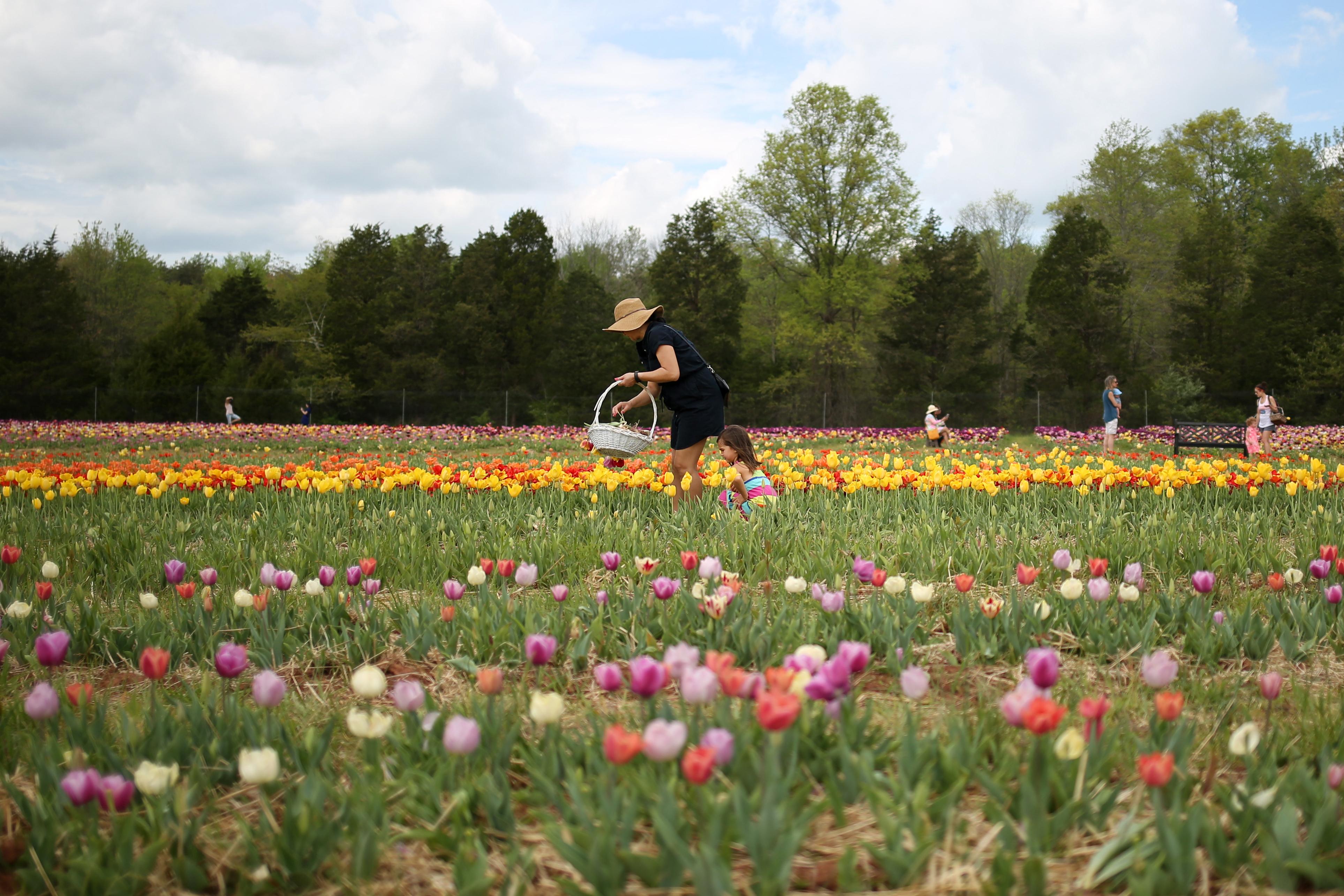 Pick your own bouquet at this Virginia flower farm DC Refined
