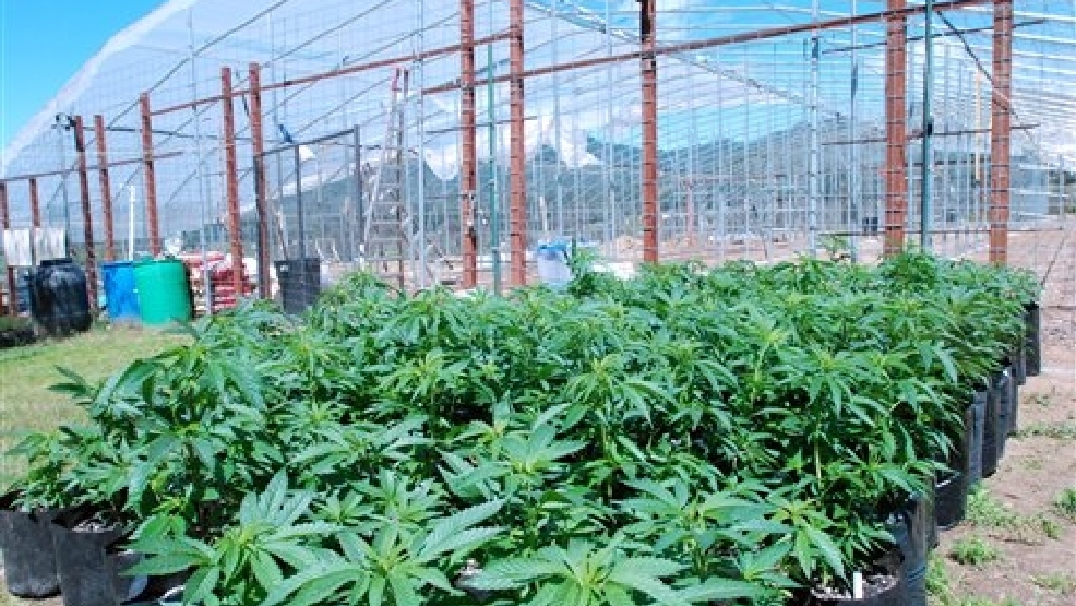 A visit to Oregon's largest legal marijuana farm KVAL