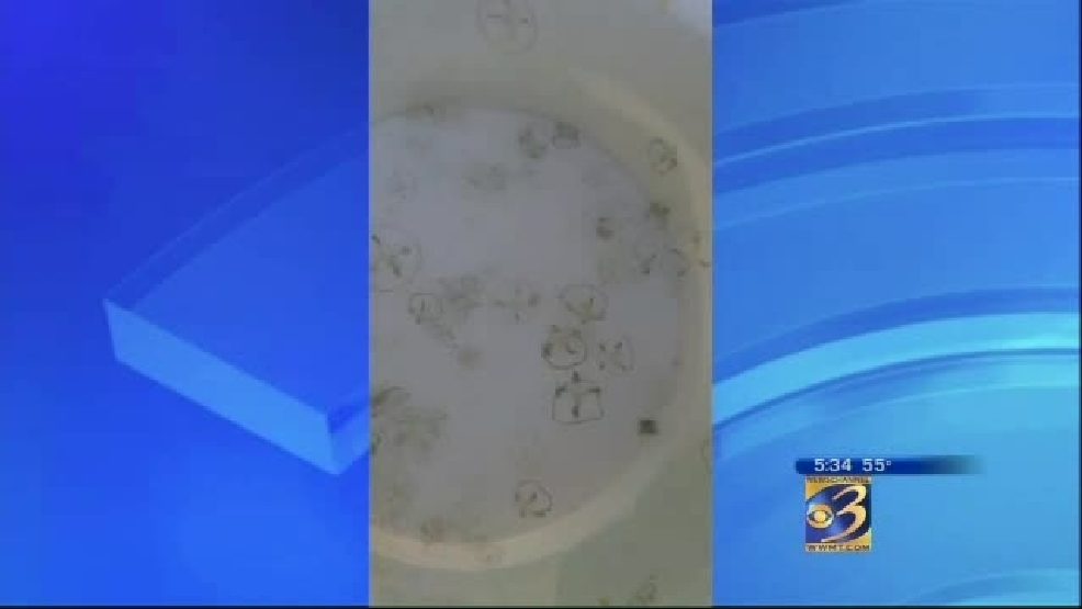 Freshwater jellyfish found in West Michigan WWMT
