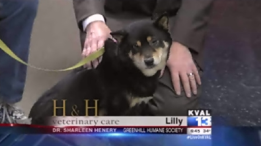 pet_lilly.jpg