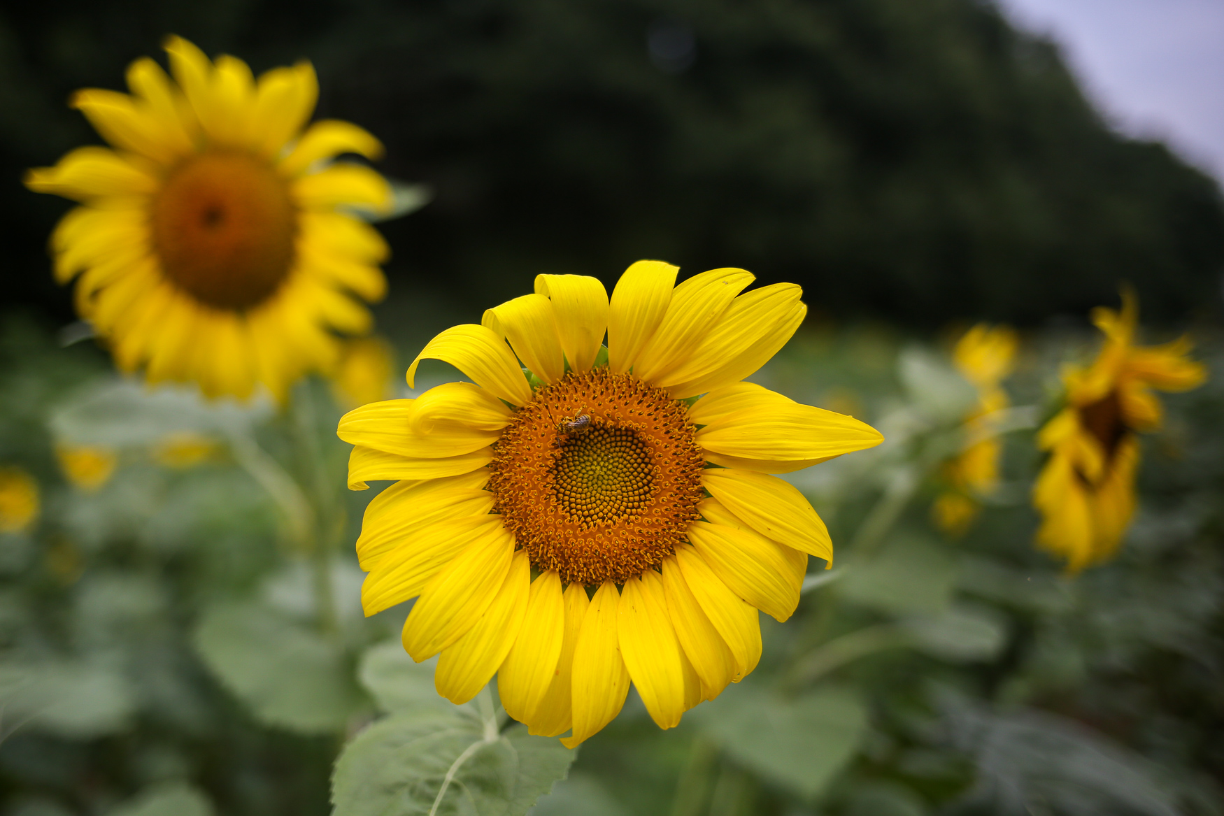 This Maryland sunflower field is filled with thousands of stunning blooms DC Refined