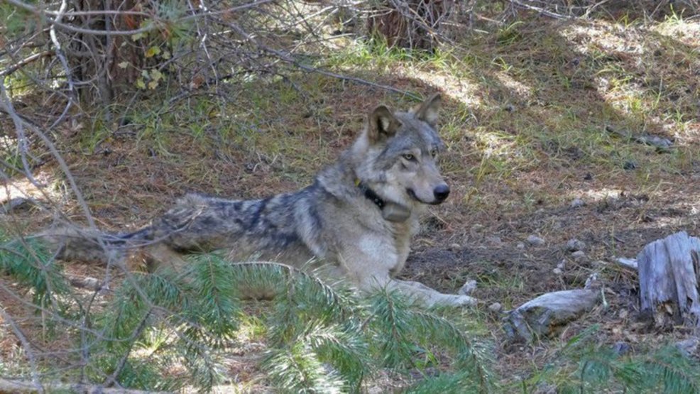 Wildlife Officials Investigate If Endangered Gray Wolf Was Illegally ...