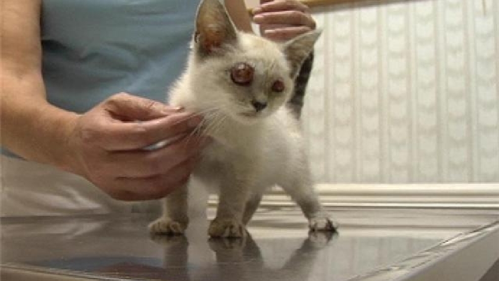 Blind Kitten Recovering After Eye Removal Surgery Wstm 0873