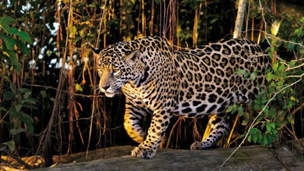 Prosecutors Mobile Alabama shop sold coat of endangered jaguar fur KMTR