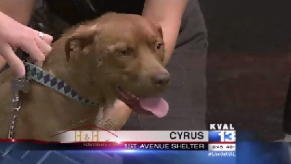pet_cyrus.jpg