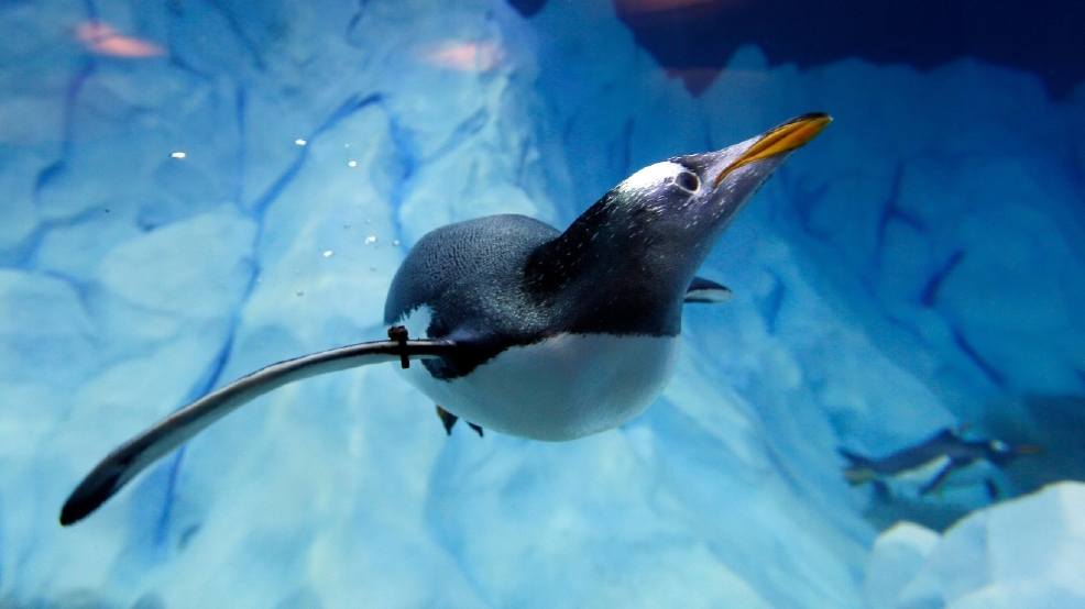 Detroit Zoo Penguins_Roeb (1).jpg
