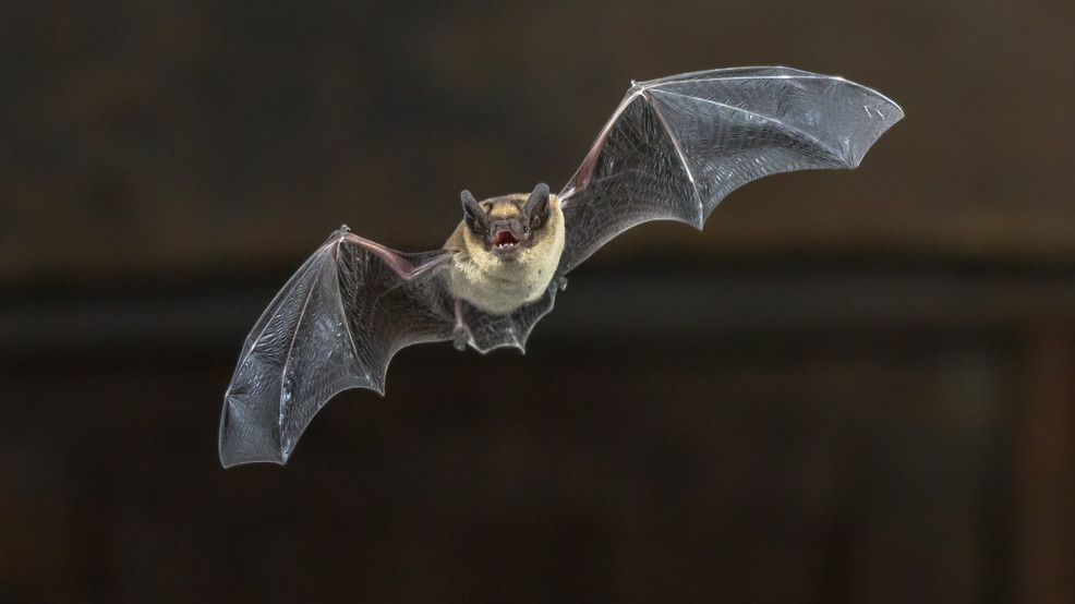 University study says wind turbines threaten PNW migrating bats - KOMO News thumbnail