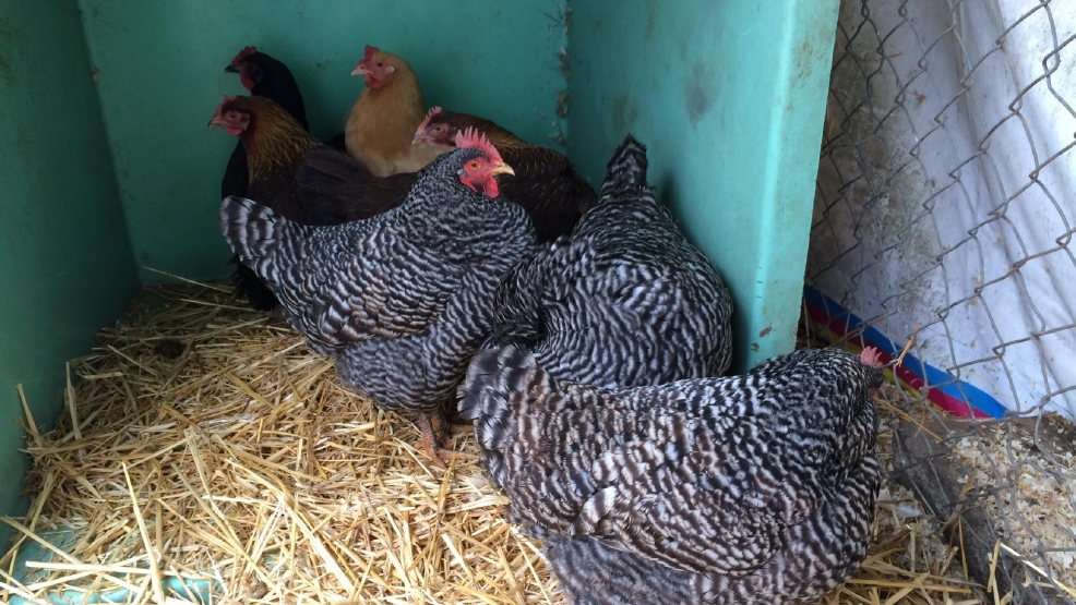 Chickens left at Oregon Department of Revenue available for adoption KVAL