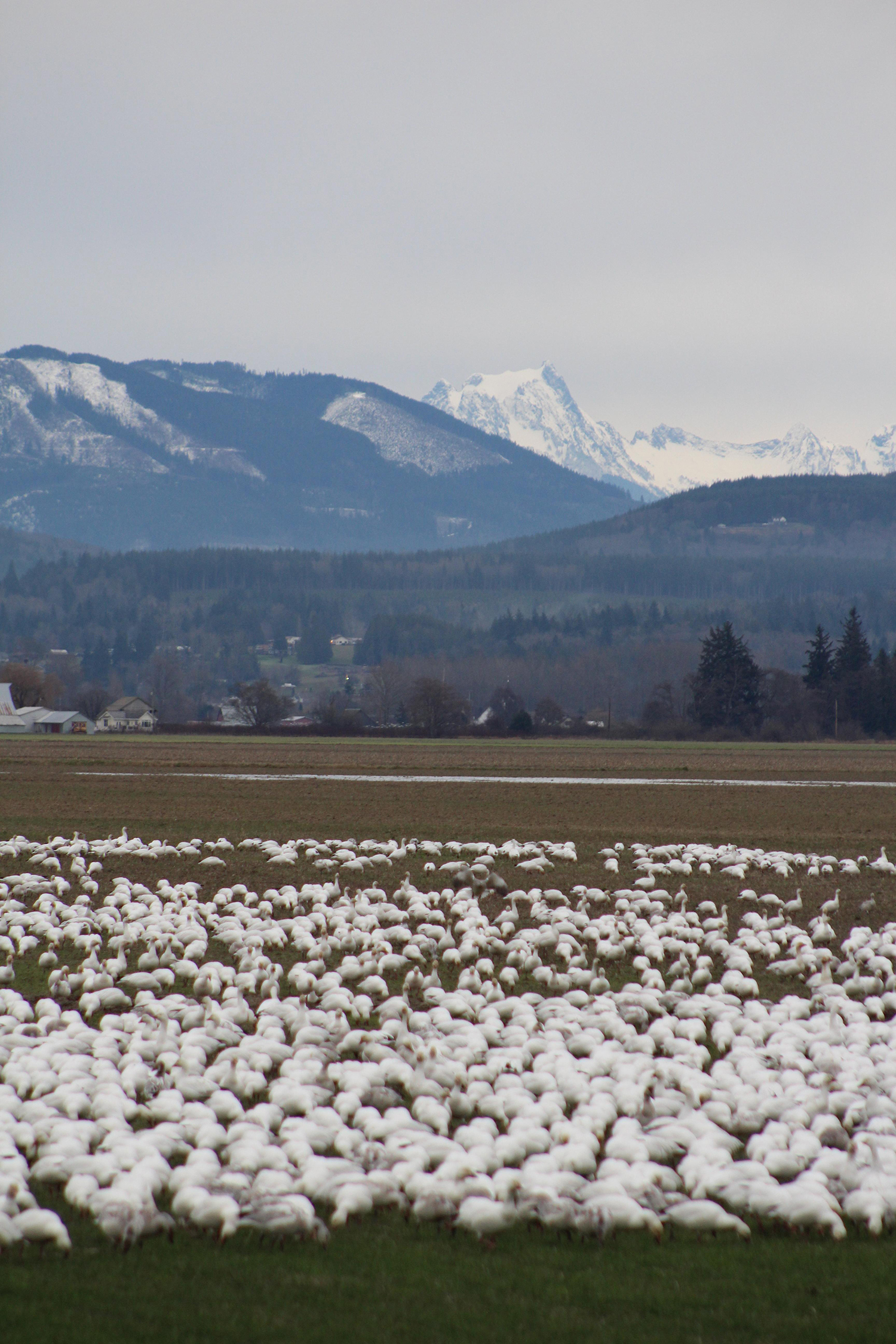 The Birds are Back In Town Snow geese, swans arrive in Skagit Valley