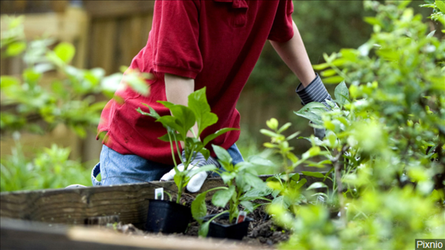 Profitt Report: Get a head start on your flower or vegetable garden
