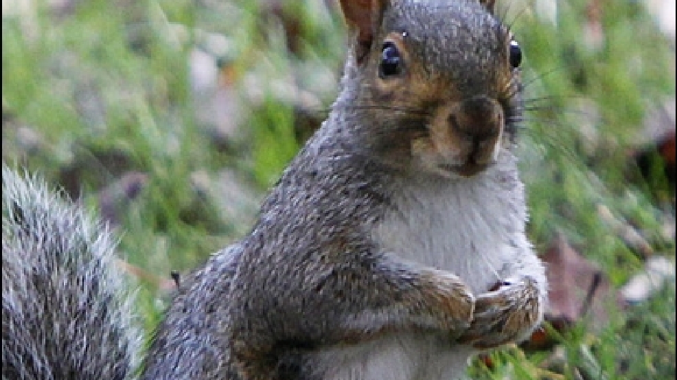 121017_squirrel_1.jpg