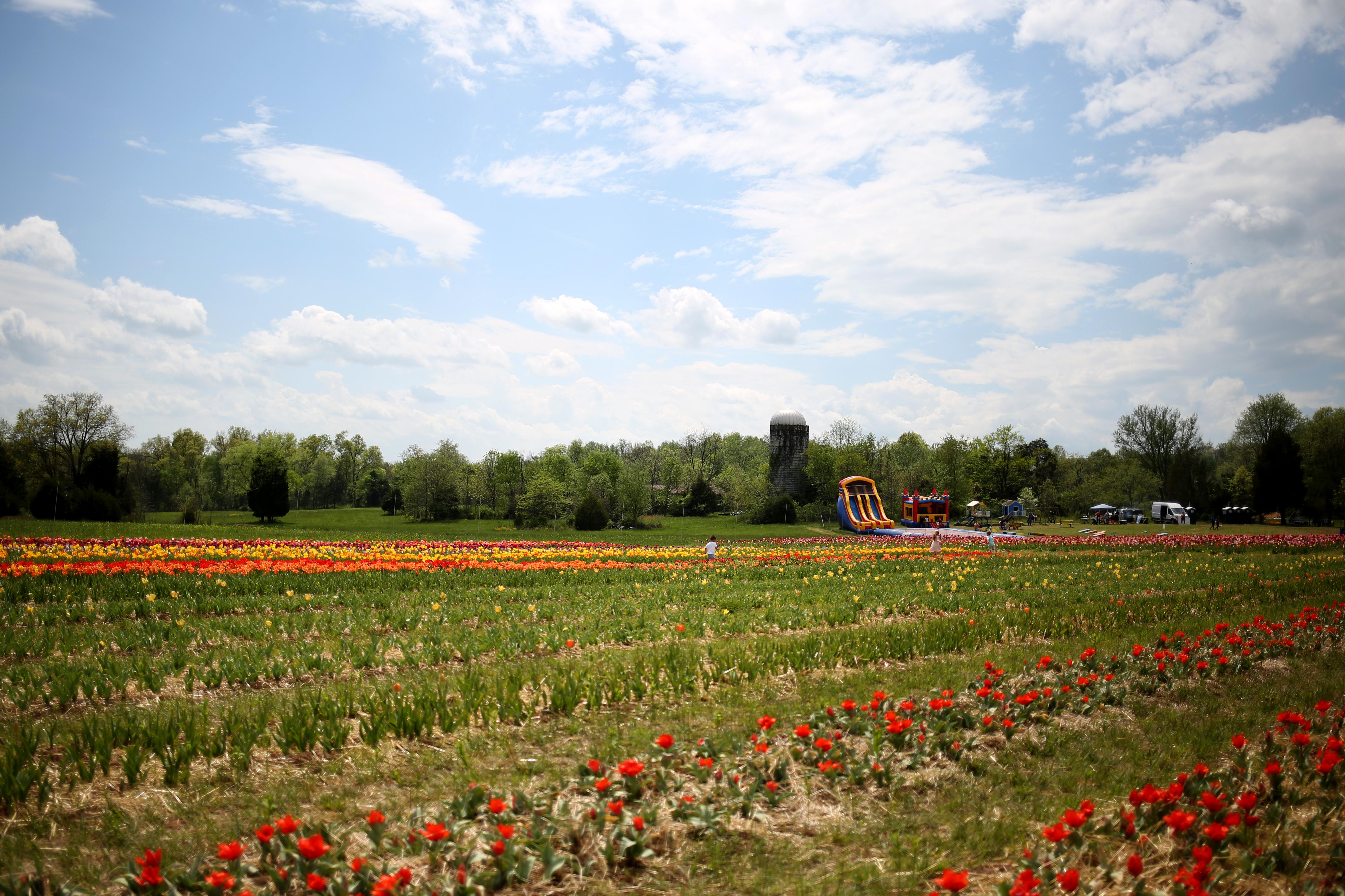 Pick your own bouquet at this Virginia flower farm DC Refined