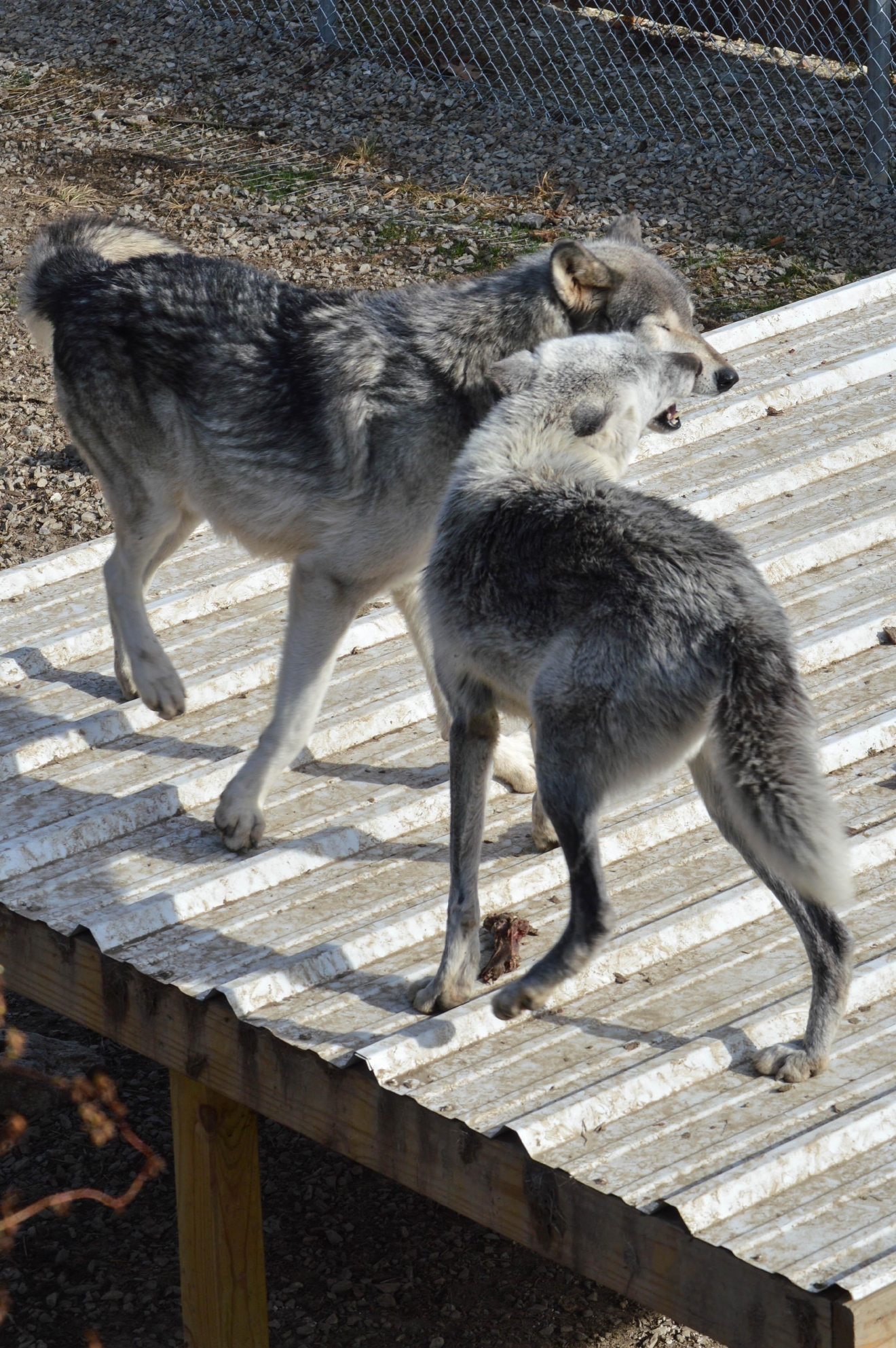 Learn How To Play With Wolves At This Indiana Wolf Sanctuary