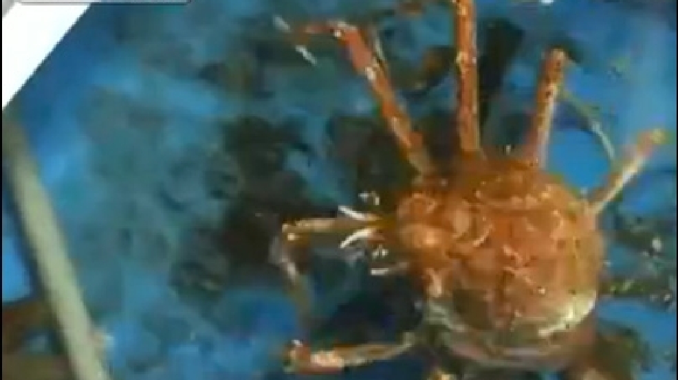 131122_crabby.jpg