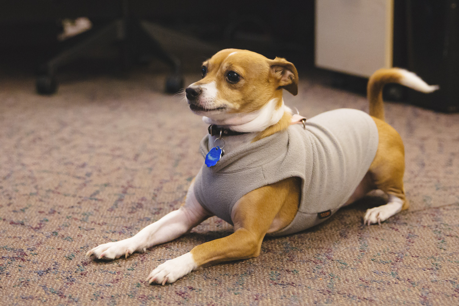 RUFFined Spotlight Maxine 'Maxi' the Rat Terrier Seattle Refined