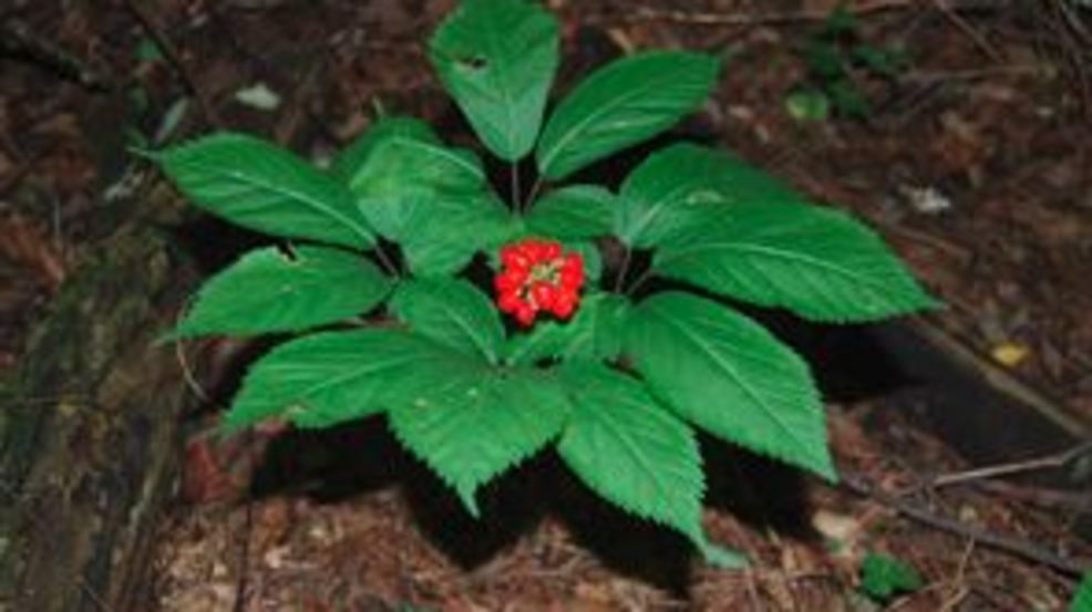 USDA issuing permits for ginseng collecting for East TN in August WCYB