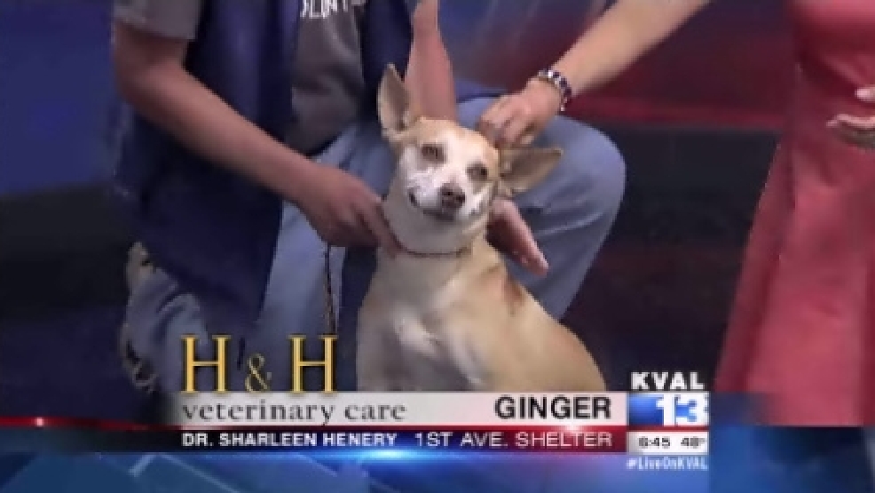 pet_ginger.jpg