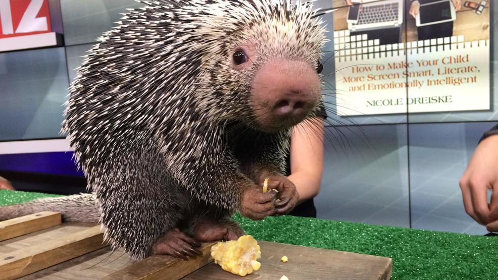 Wild Wednesdays Cincinnati Zoo's Rico the porcupine WKRC
