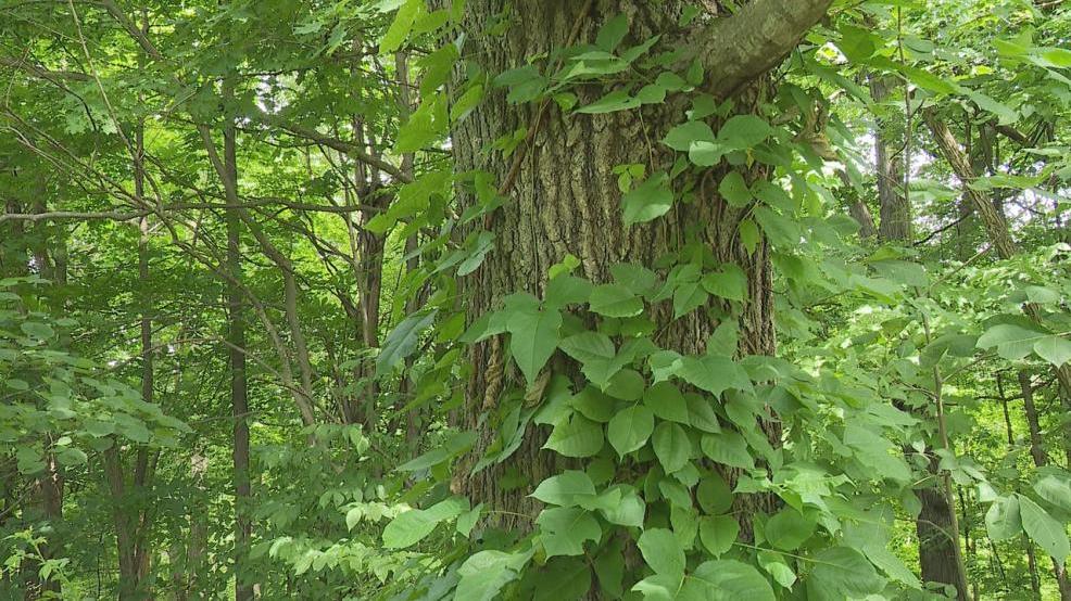 Poisonous plants in plain sight in Central Ohio WSYX