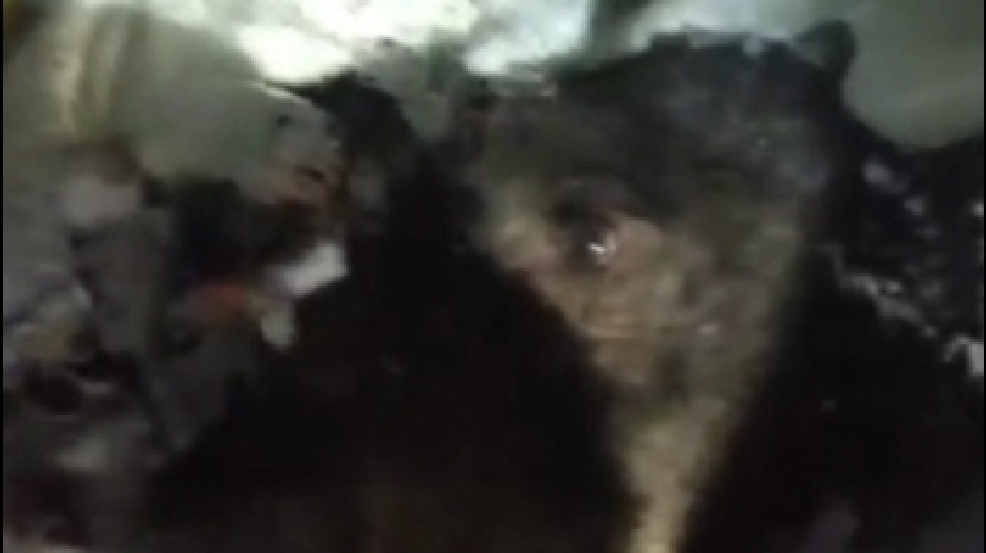 131016_bear_trapped.jpg