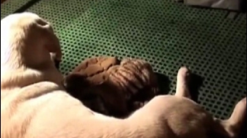 131001_nursing_dog.jpg