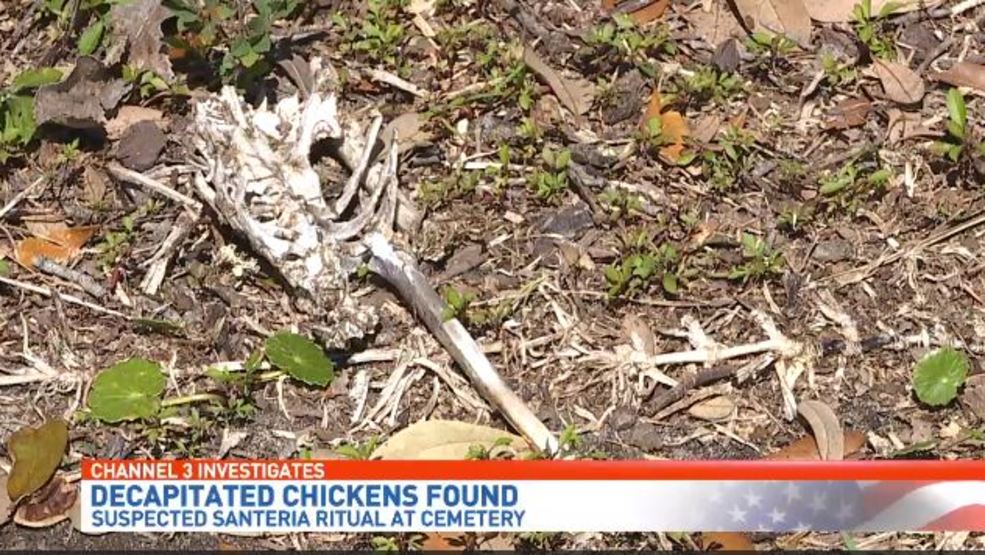 Decapitated chickens found in suspected Santeria ritual WEAR