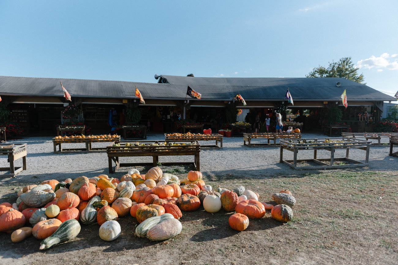 Shaw Farms Has All the Fall Fun, Including a Giant Corn Maze