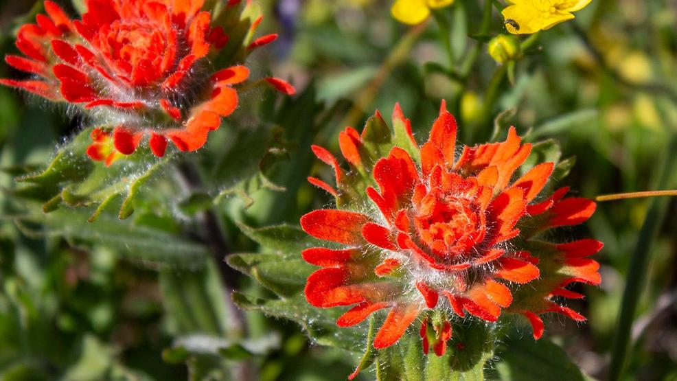Photos: Wildflowers blanket Dog Mountain 