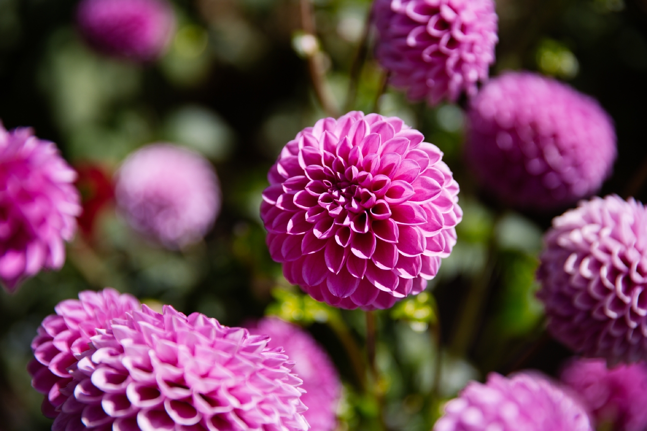 Photos Seattle's official flower is in full bloom Seattle Refined