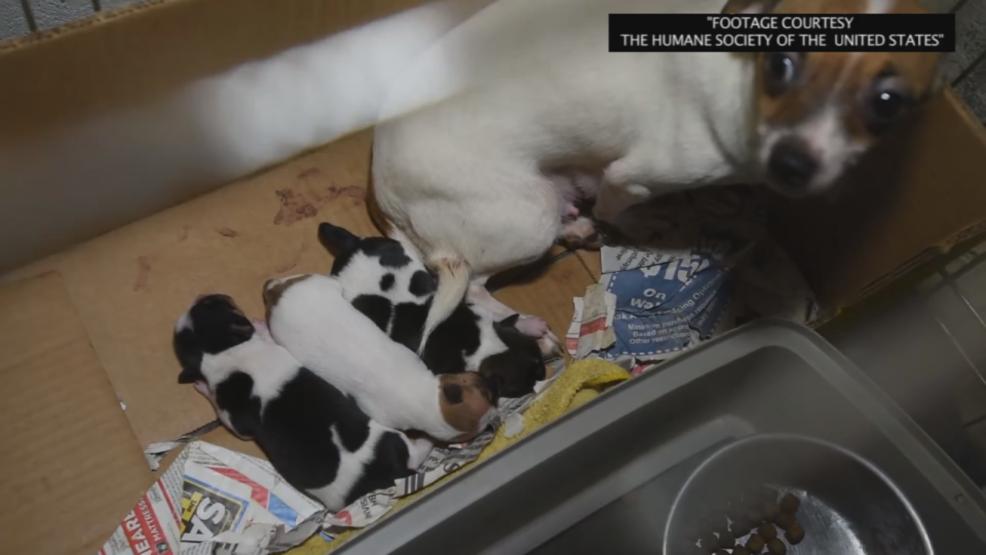 12 Ohio puppy mills on Humane Society's list of the 'Horrible Hundred