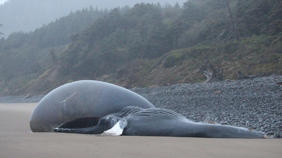 dead humpback whale washes up on oregon beach kcby dead humpback whale washes up on oregon beach kcby