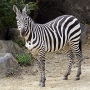 Maryland Zoo announces death of Ayanna the zebra 