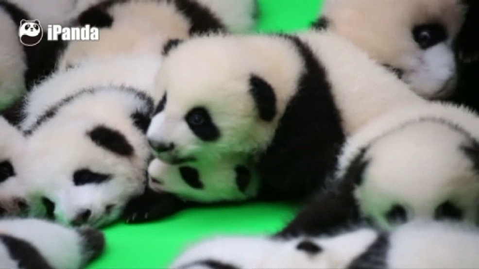 23 baby pandas woai