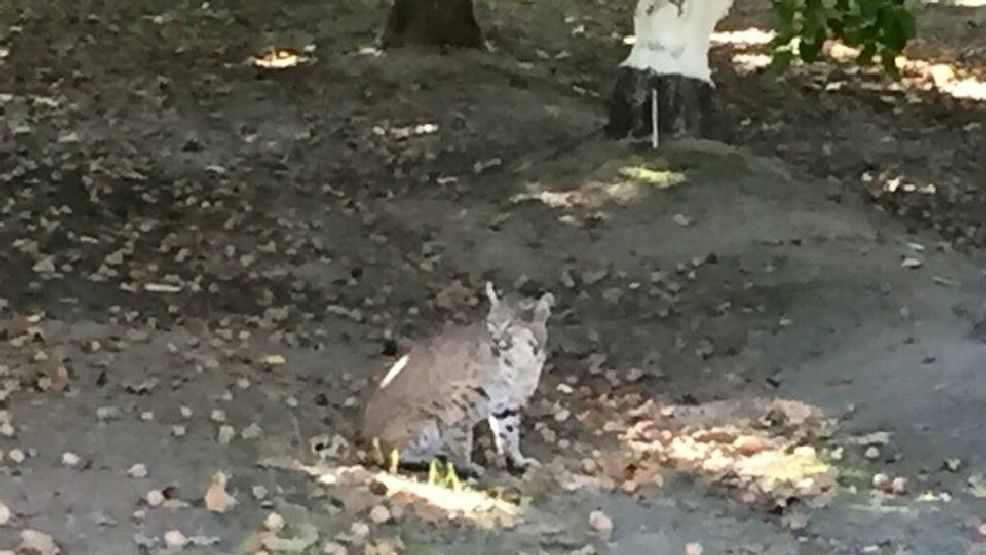 Bobcat Sighted Near Fig Garden Golf Course Kmph