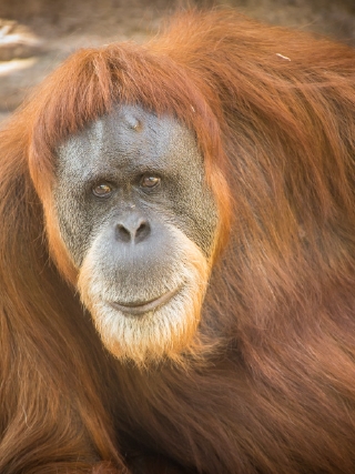 Oldest Orangutan In North America Turns 56 At Oregon Zoo Kmtr