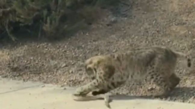 Digital Desk:  Bobcat vs. snake