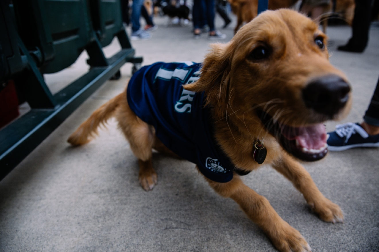 Who Let The Dogs In (To Safeco Field)? Mariners Host Bark in the Park