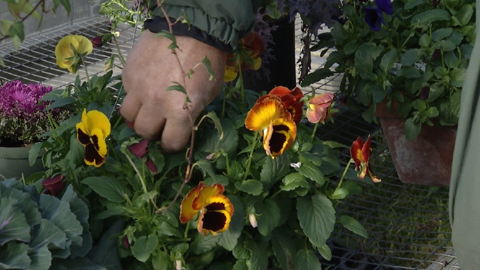 Protecting plants from freezing temperatures WGXA