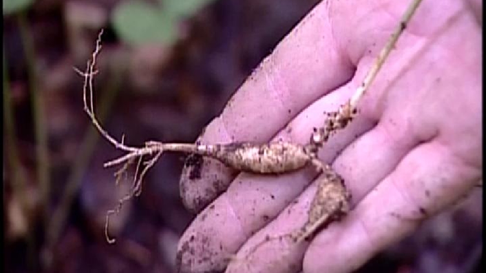 Ginseng season in West Virginia begins today! WCHS