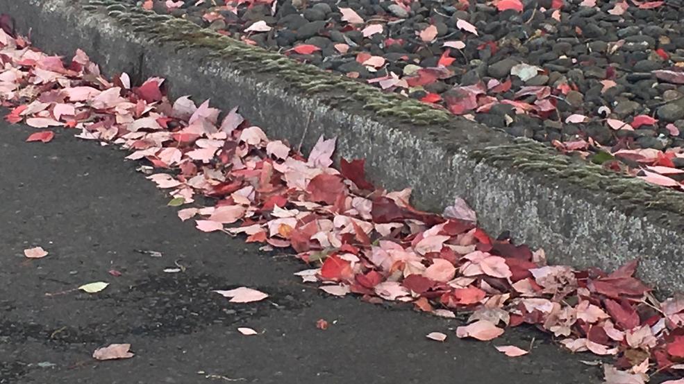 Eugene leaf collection and delivery season complete | KVAL