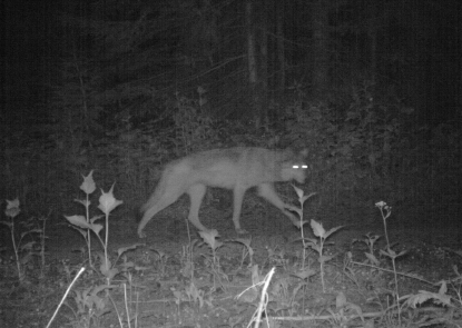 Trail Cameras Confirm New Wolf Activity In Oregon Kval A website dedicated to the fish and wildlife enthusiast in all of us. trail cameras confirm new wolf activity