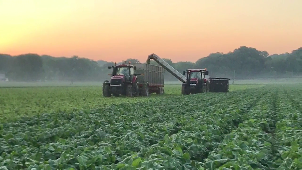 From farm to freezer! How the frozen food journey is made possible by